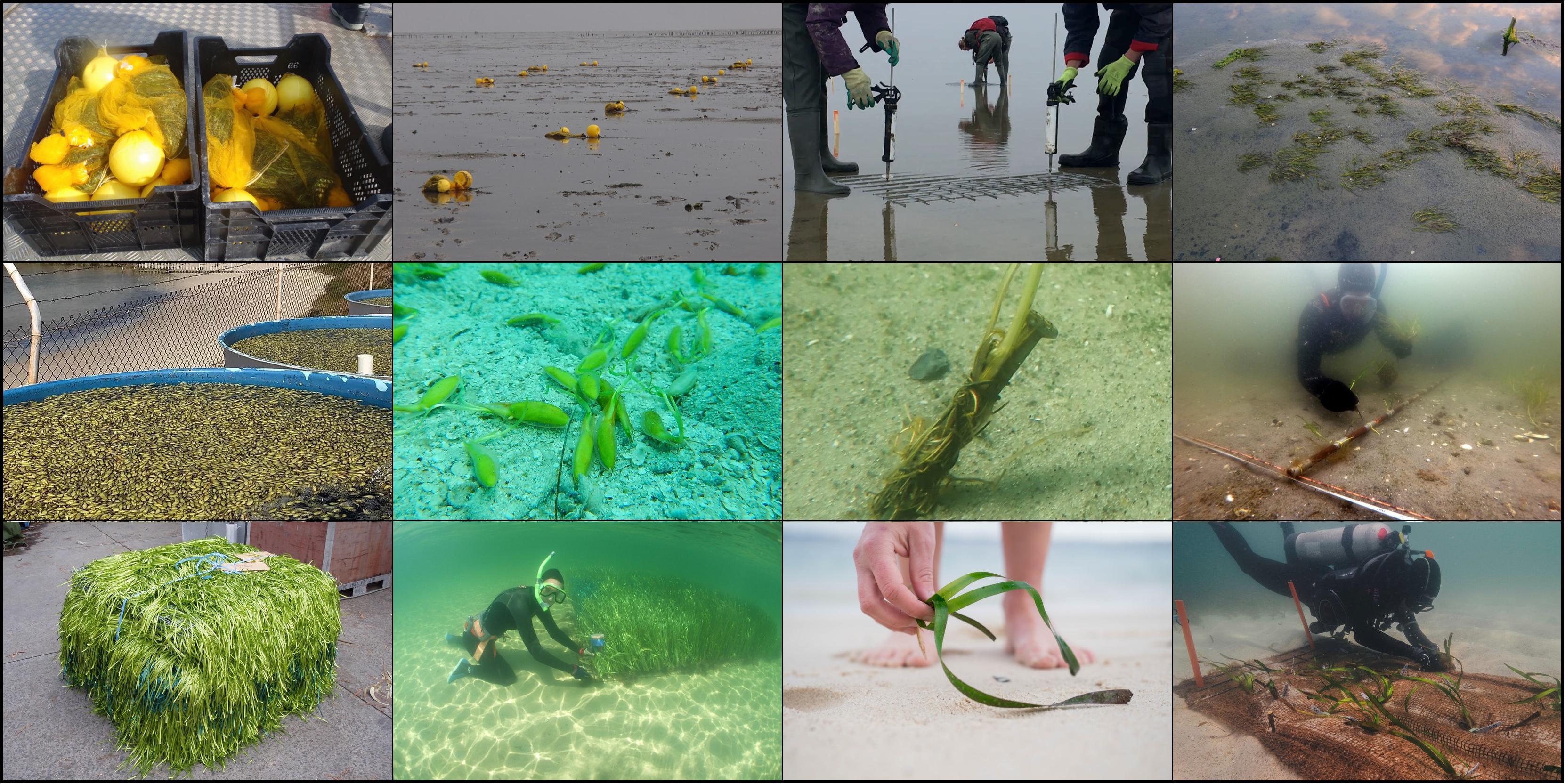 Restoration of sea-grasses and algal forests: field work and practice